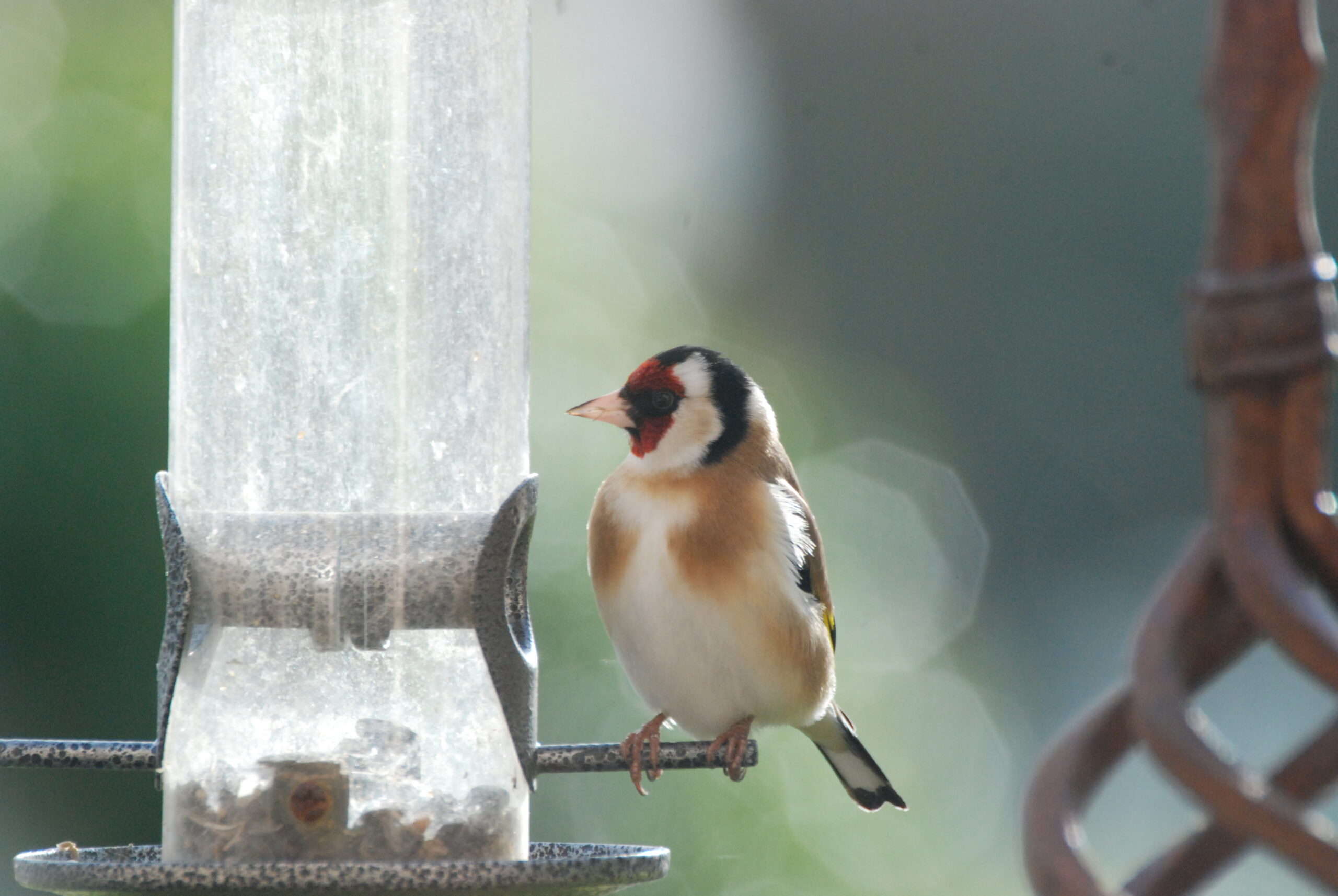  Nourrir les oiseaux en hiver